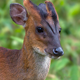 Illustration for article titled This Prehistoric Pocket Deer Has Fewer Chromosomes Than A Fruit Fly